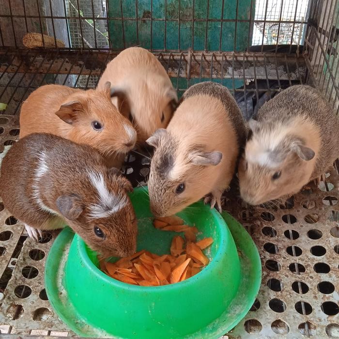 BISA GRAB guinea pig american