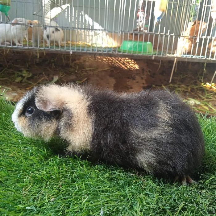 TERLARIS guinea pig marmut hias teddy