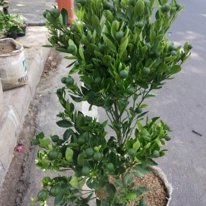 Terlaris Pohon Buah Jeruk Songkit / Jeruk Kinkit / Sudah Berbuah