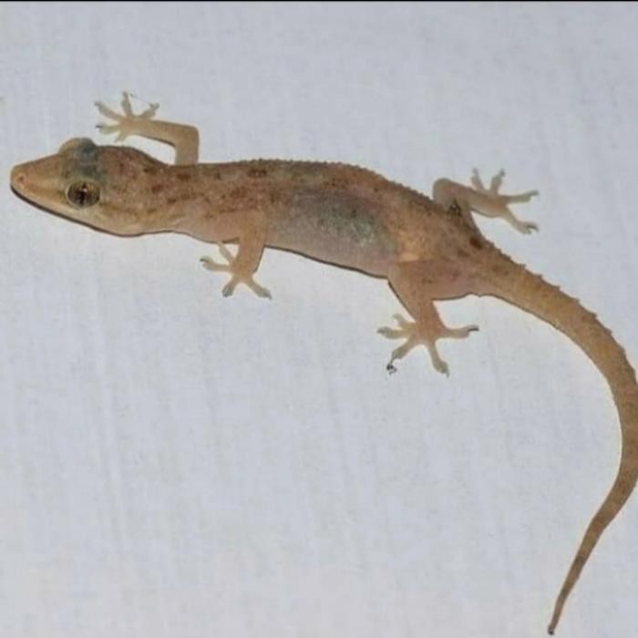 CICAK PAKAN ULAR PER 20 - CICAK DINDING - CICAK PAKAN PREDATOR