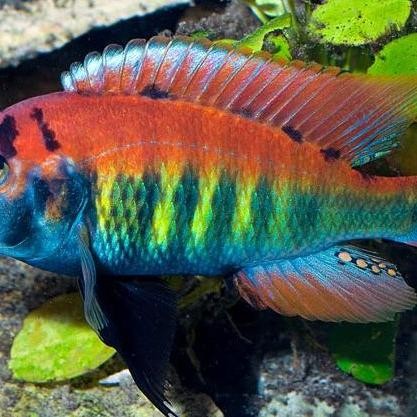 AFRICAN CICHLID - HIPPO SALMON - PUNDAMELIA X HIPPO