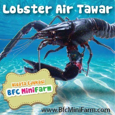 GROSIR PAKAN/PELET LOBSTER AIR TAWAR BFC MINI FARM