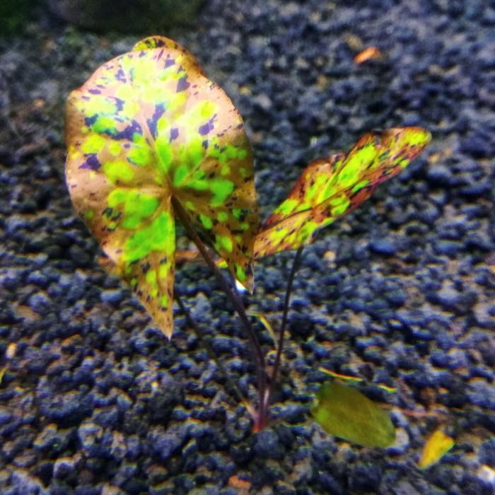 Terlaris Nymphaea Micranta Gefleck (Lotus/Teratai)