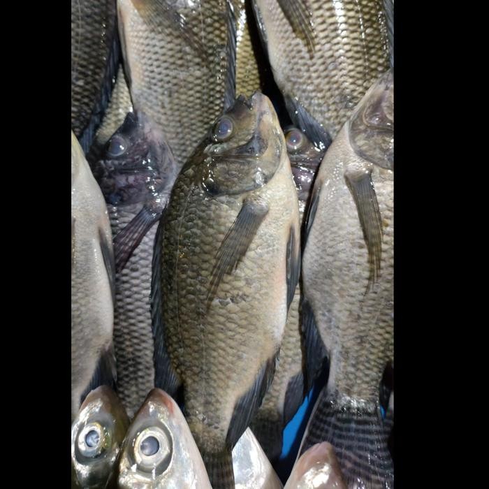 

Ikan Mujaer Segar Ikan Mujaer Fresh