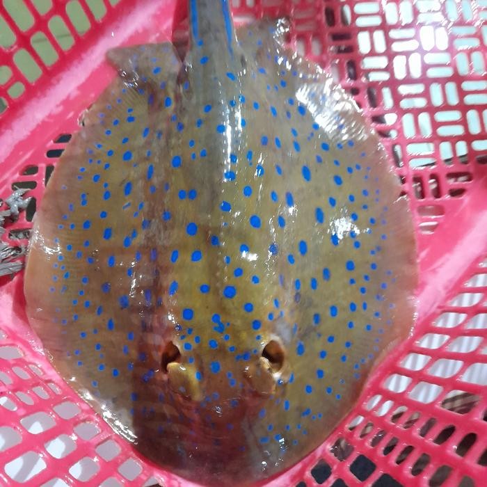 

IKAN PARI FROZEN