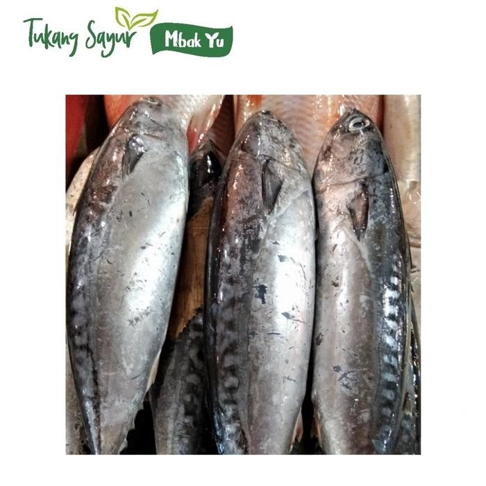 

ikan tongkol segar ukuran sedang 1kg
