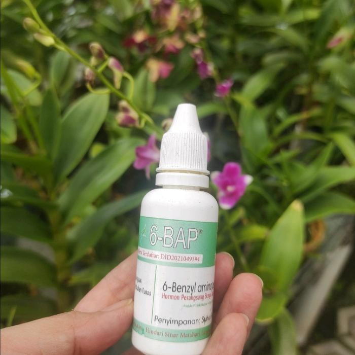 Pupuk 6BAP untuk anggrek Dendrobium seedling