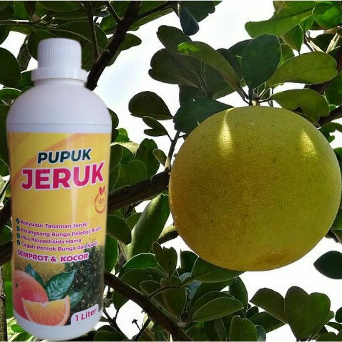 Pupuk Jeruk Bali /Pelebat Buah Jeruk Organik 1Liter Pupuk Pelebat Buah