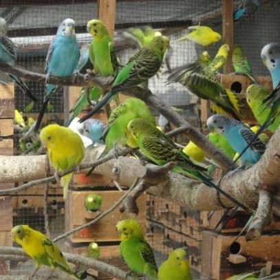burung parkit lokal super grosiran istimewa