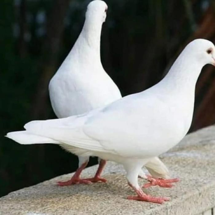 burung merpati putih polos buat fangseng,1,ekor