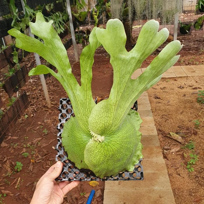 Platycerium Wandae Simbar Papua Sesuai Foto Dc 33X33