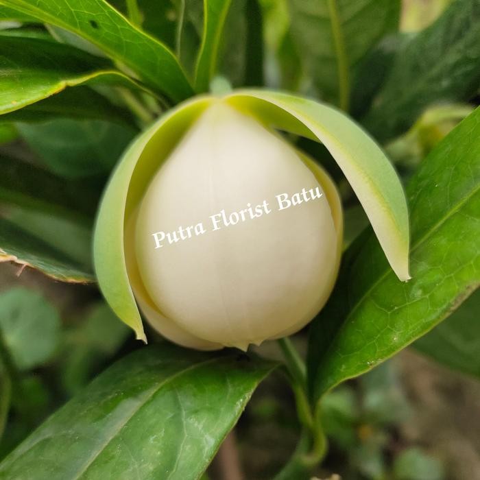 Tanaman Hias Bunga Harum Cempaka Gondok Telor Putih 1mtr Up