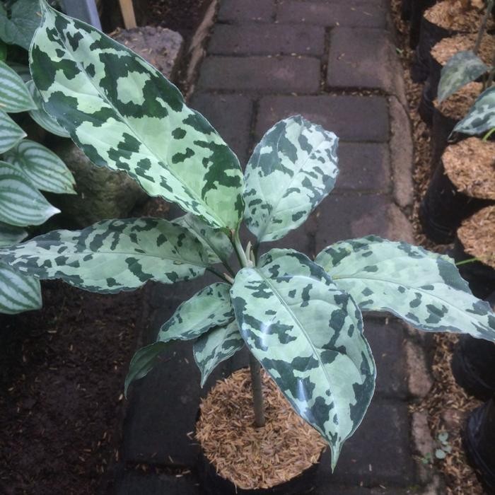Tanaman Aglaonema Pictum Bicolor