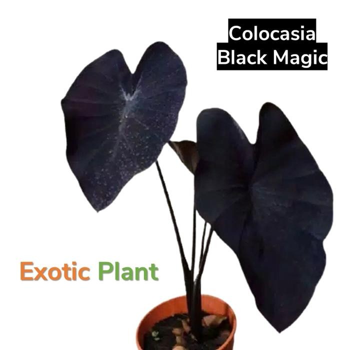 Tanaman Hias Keladi Black Magic (Colocasia Black Magic)