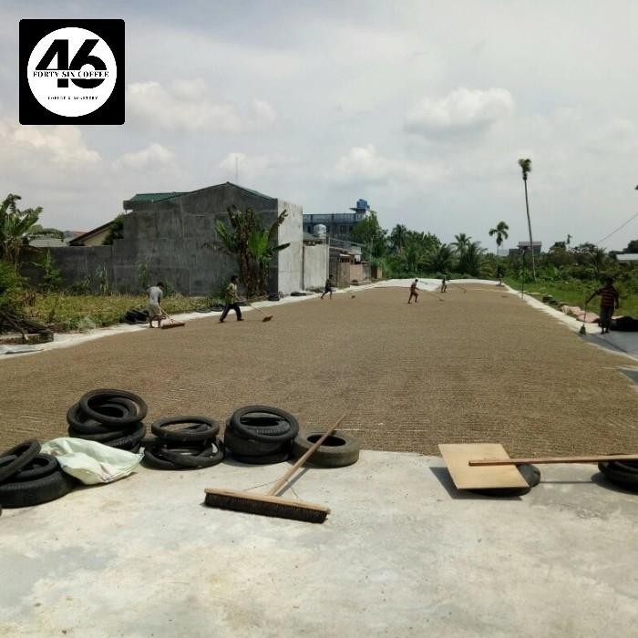 

GREEN BEAN KOPI ROBUSTA MANDHELING SIPIROK GRADE 1