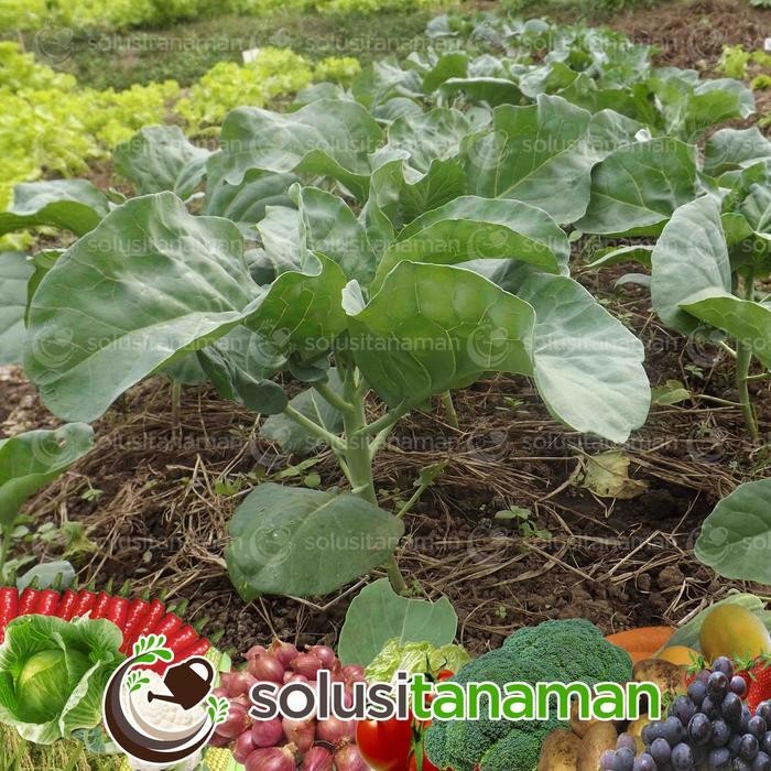 Benih Kailan Chinese Kale Winsa Sharp Leaf 20gr (5.650 Biji) Bibit Kailan Winsa Benih Kailan Ta Fung