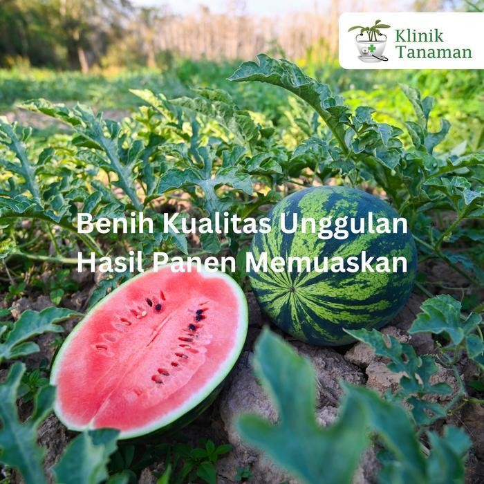 Benih Semangka Red New Dragon F1 20Gr Bibit Semangka Ta Fung Benih Semangka Tafung Watermelon Bibit