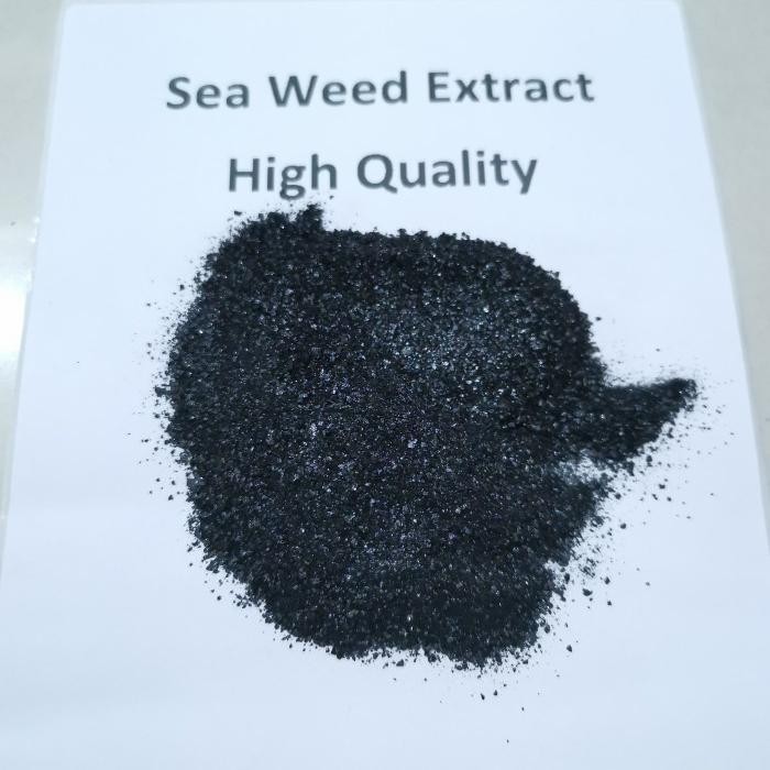 Pupuk Seaweed Extract Organik ( 500 Gram )