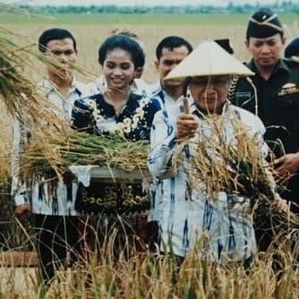 Benih Padi Ir 64 / Bibit Ir 64