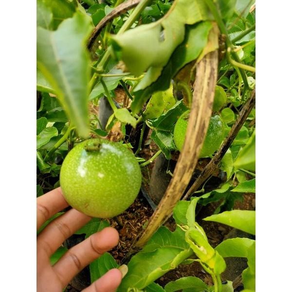 Pohon Markisa Merah Madu / Tabulampot Sudah Berbuah