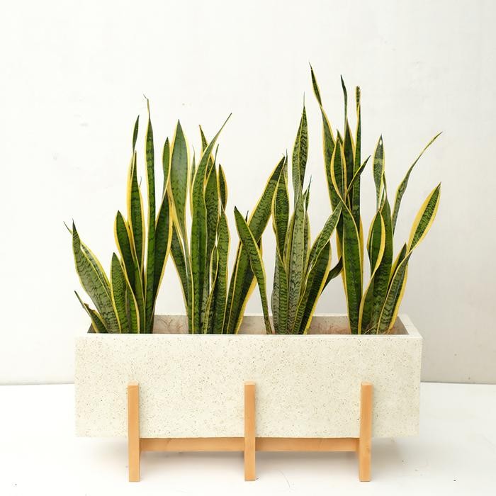 Planter Box Terrazzo + Sansievera