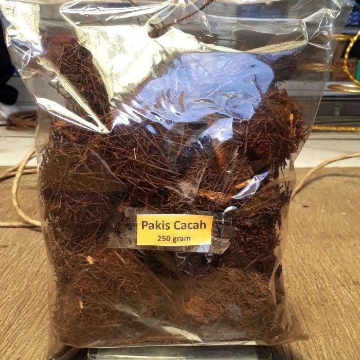 media tanam akar pakis, pakis cacah *