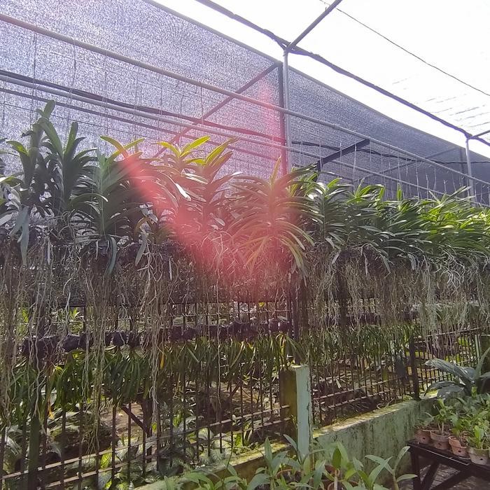 Anggrek Vanda Spike Knop Warna Acak