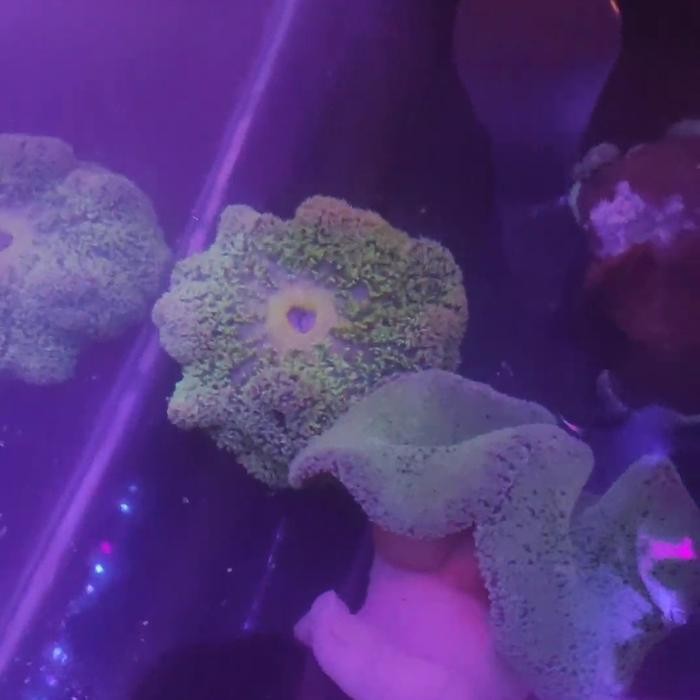 Anemon Karpet Bulu Hijau