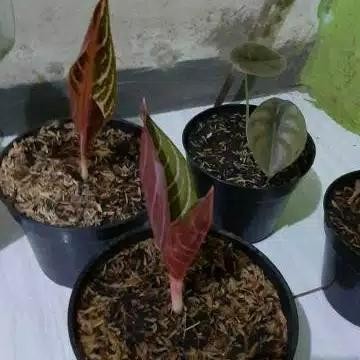 ASLI bibit taan s aglonema red sumatra READY STOCK