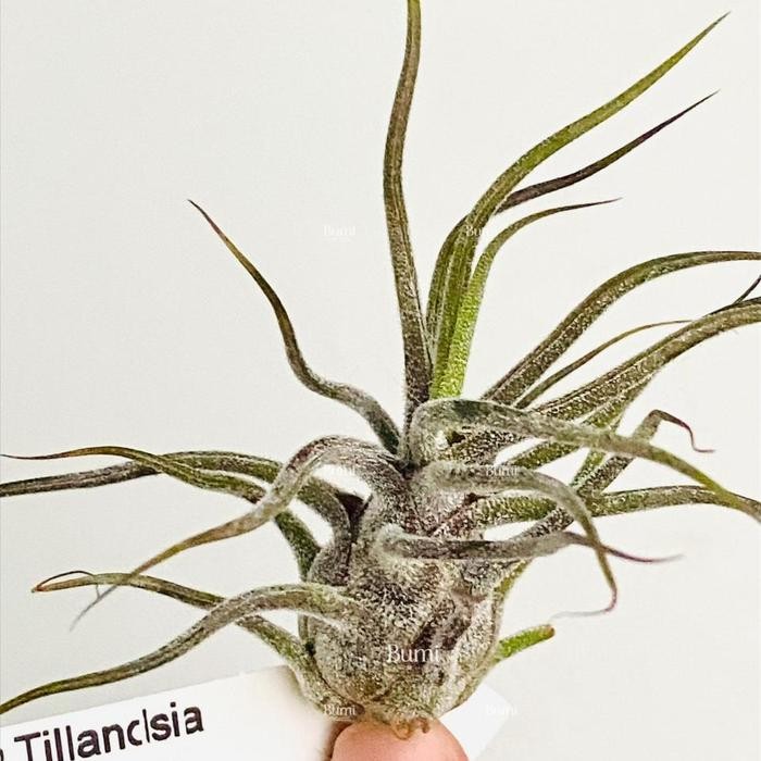 Tillandsia pruinosa 'Guatemala' - Bumi Air Plants Tanaman Udara