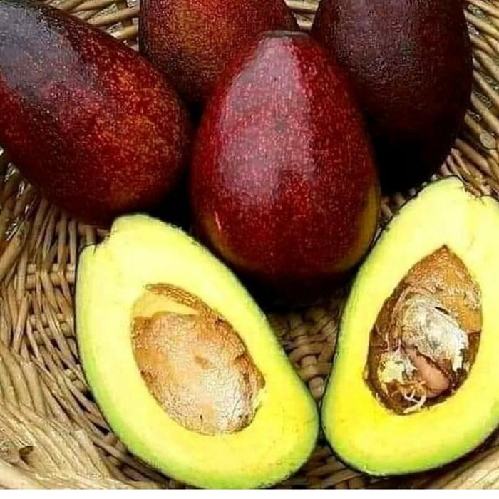 Paket 3 Bibit Tanaman Alpukat Red Vietnam