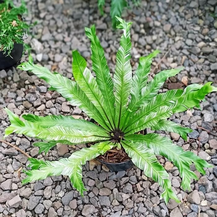 din Tanaman hias kadaka varigata - Kadaka varigata