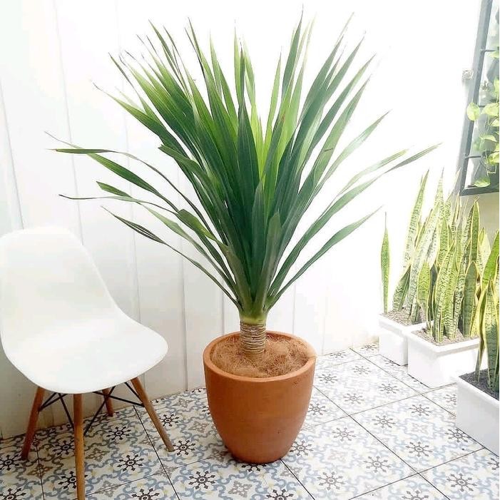 Tanaman Hias Pandan Bali Tinggi 80-100 cm Artificial - Pandan Bali batang Besar