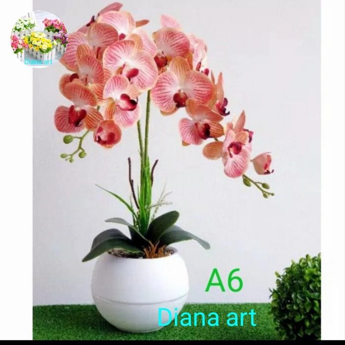 anggrek jumbo latex#anggrek bulan latex#anggrek hias#bunga anggrek#