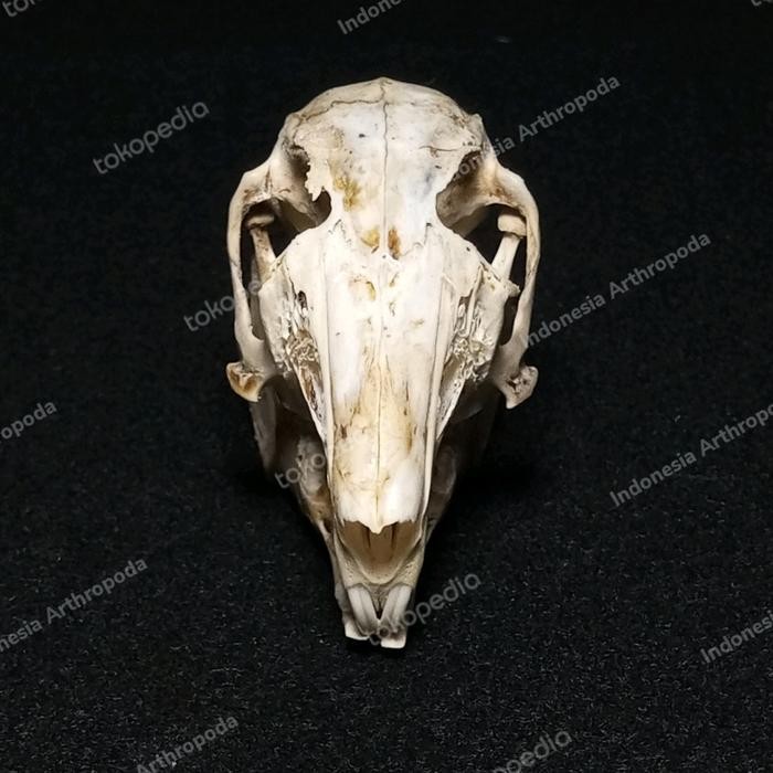Jual [READY] AWETAN TENGKORAK HEWAN ASLI INDONESIA KELINCI F. GIANT