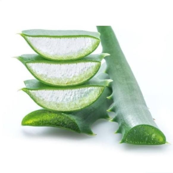 

Lidah Buaya Organik - Bebas Pestisida