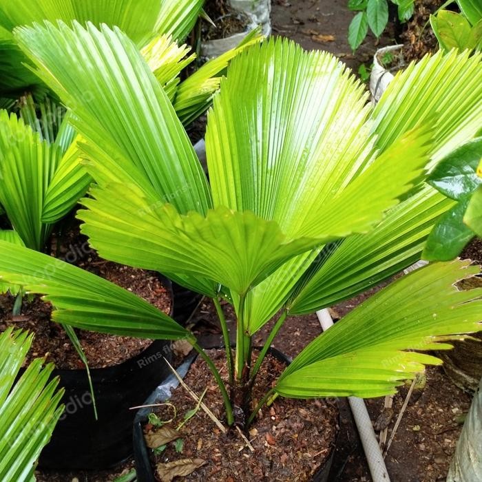 Tanaman Hias Palm Kol/Palm Kipas/Licuala Grandis