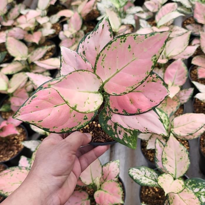 Aglonema Pink Yulia