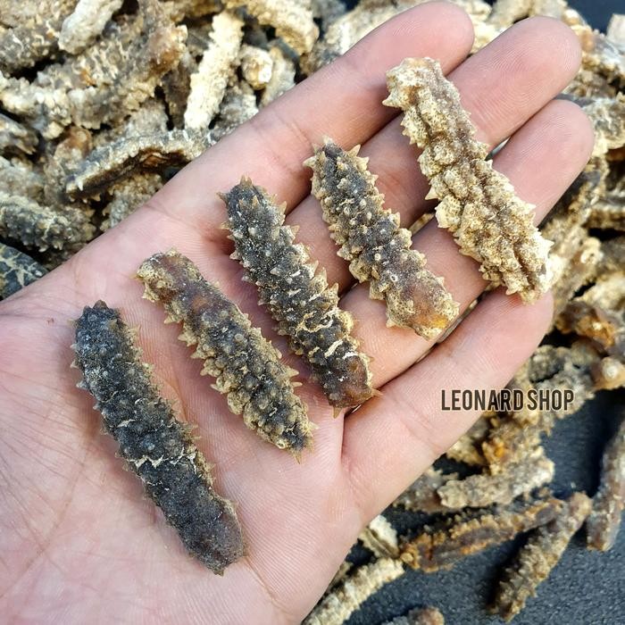 

Haisom Duri Super A+ Berkualitas Teripang Tebal Gamat Gosok Belitung