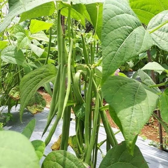 (Expert) Benih Buncis Tegak Buncis Kenya Buncis Gypsi