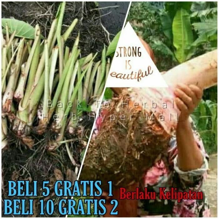 (Expert) BIBIT UNGGUL TALAS PRATAMA JUMBO