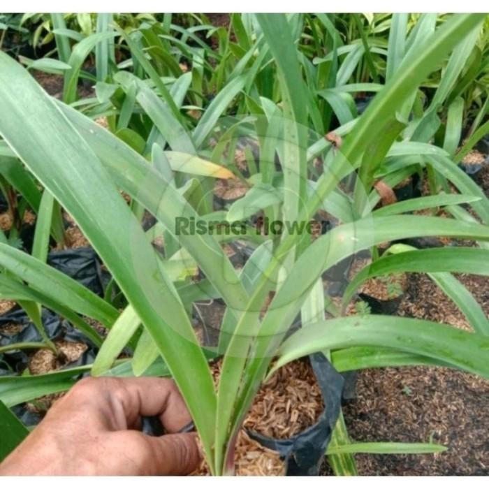 

(Expert) Tanaman hias bibit bakung amarylis bunga - merah