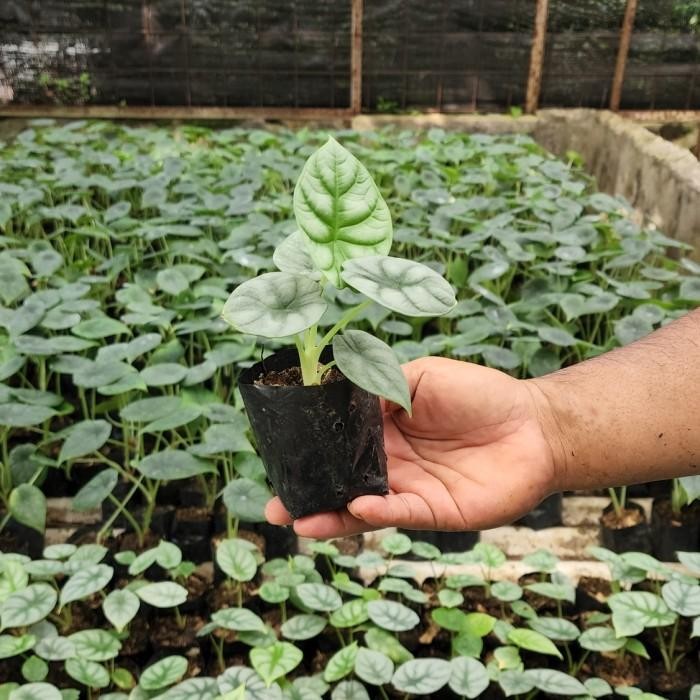 

(Expert) Tanaman hias Alokasia Alocasia Dragon Silver ukuran S