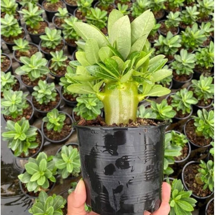 (Expert) Benih Biji Bibit Adenium Arabikum Hibrid Godji Nomsod Thaisoco Somalen