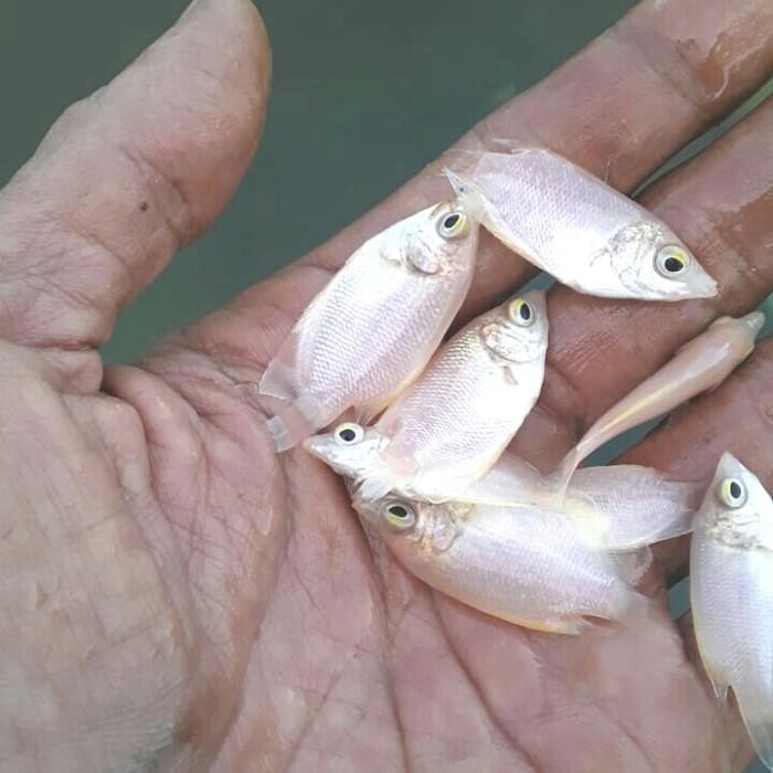 (Expert) GURAME PADANG BIBIT. SIZE JEMPOL.