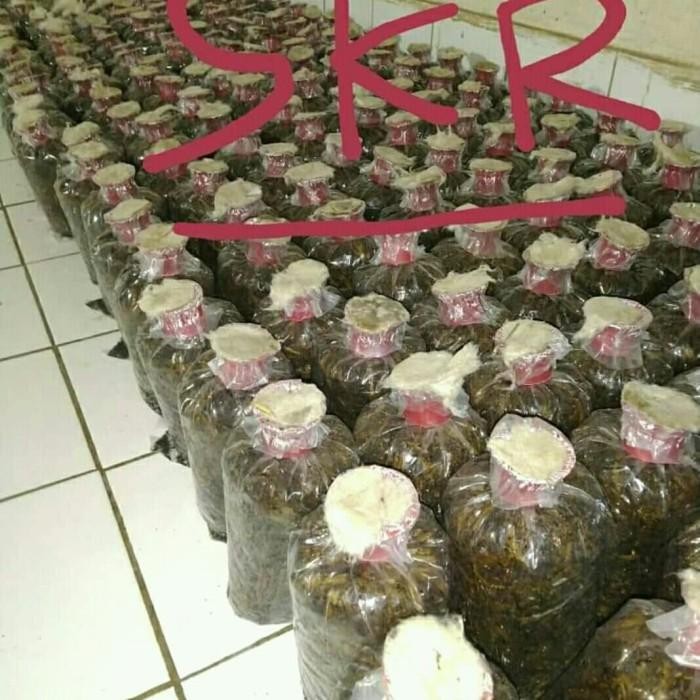 (Expert) bibit jamur merang unggul