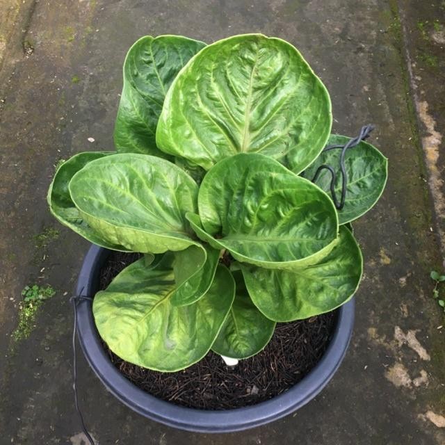 BEST SELLER jemani mangkok grandpa