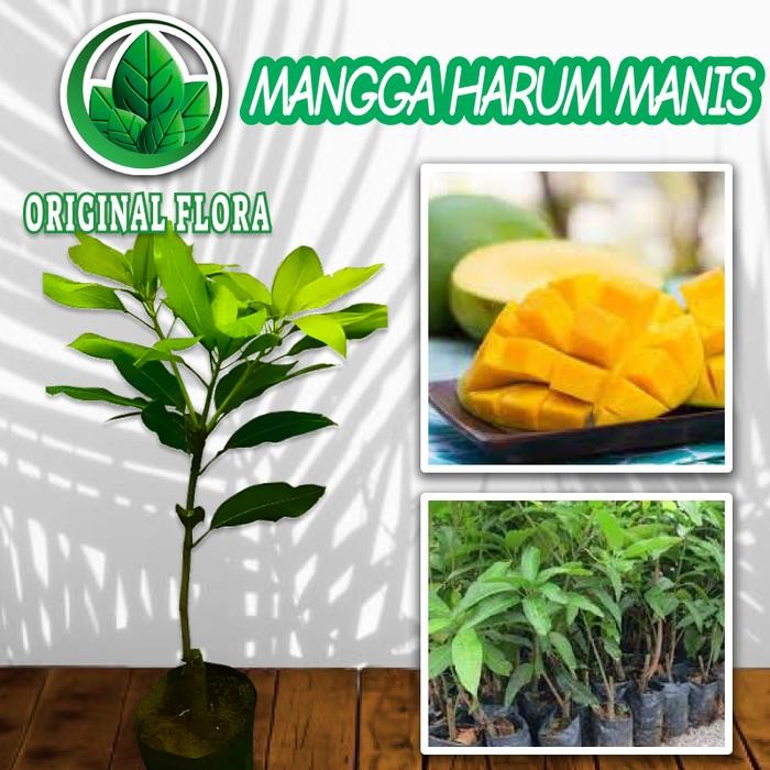 Bibit Mangga Harum Manis Pohon Mangga Bibit Buah Mangga Harum Manis