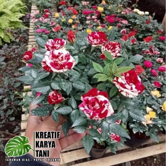 Tanaman hias bunga mawar - Tanaman hidup bunga mawar