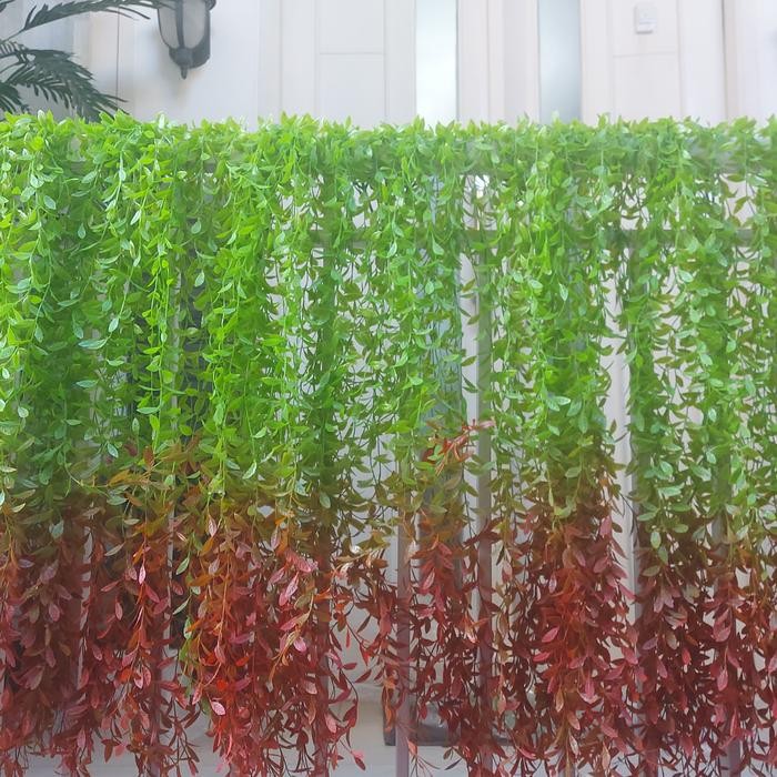 daun hias panjang menjulur daun lee kwan yew daun rambat daun plastik